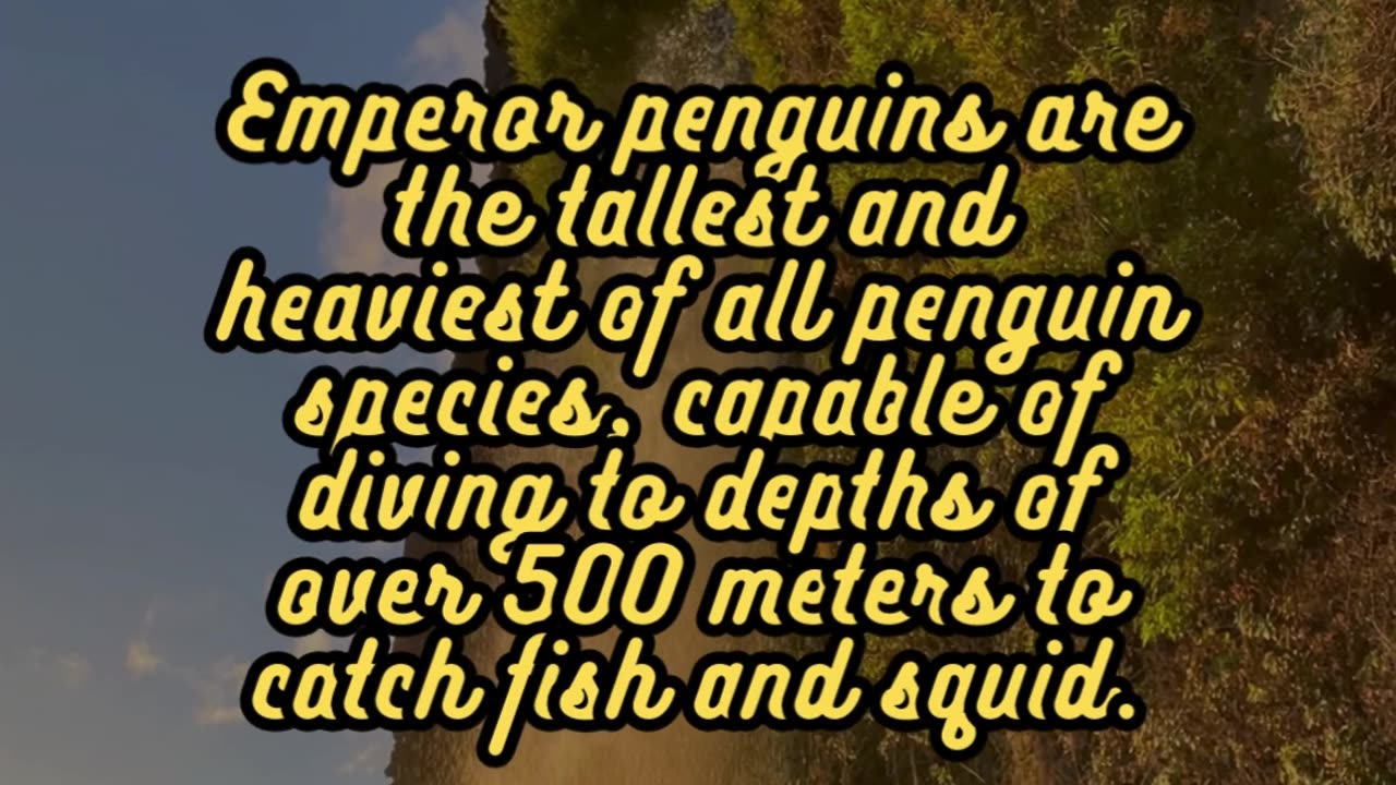 Animal Facts Emperor Penguins #shorts