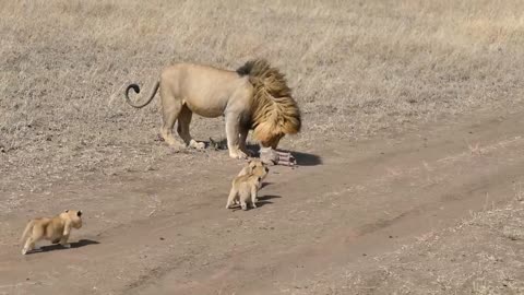 Lion cubs try to reach their father