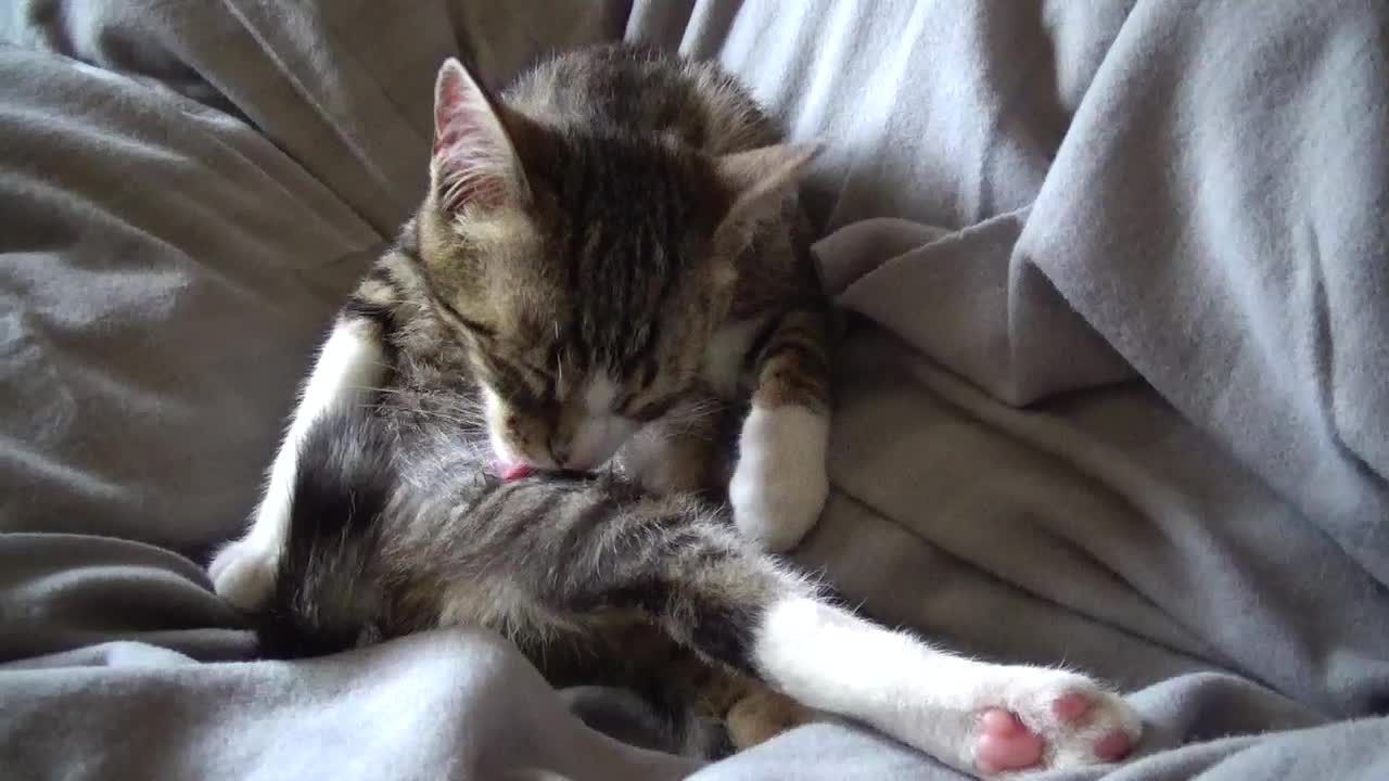 Kitten Grooms Himself With His Little Red Tongue