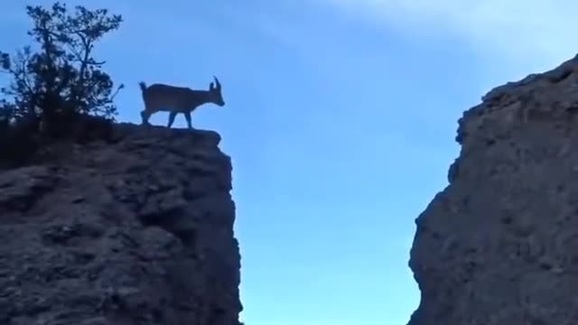 Goat jumping from one cliff to another on a mountain