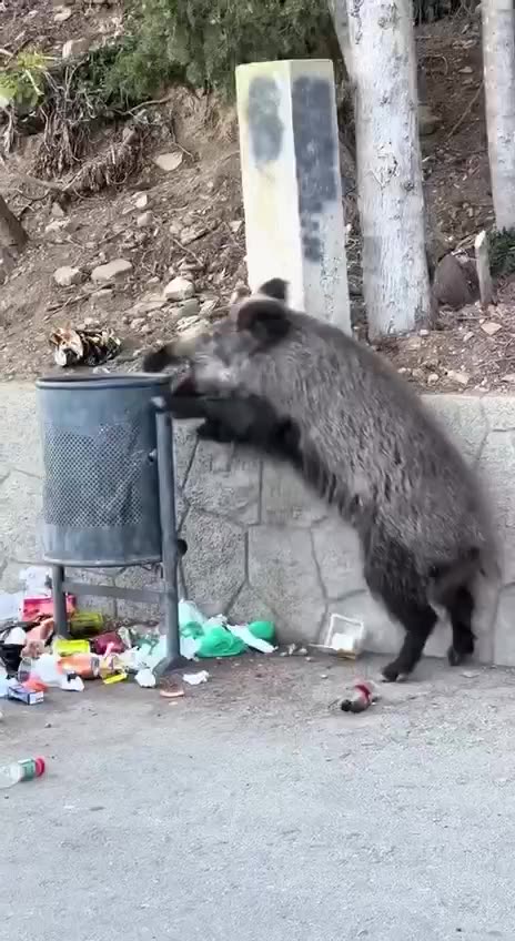 Hog thinks garbage can is a piñata