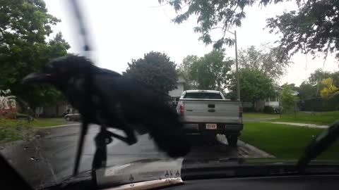 Crow riding windshield wipers