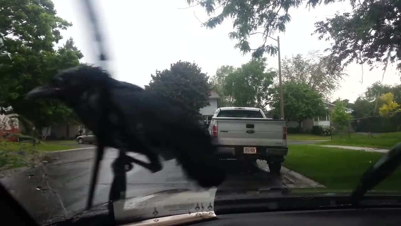 Crow riding windshield wipers