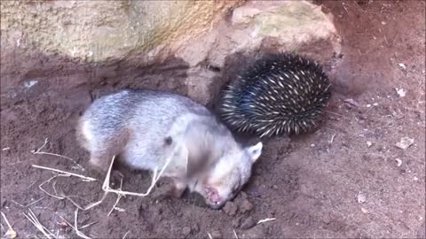 Baby cute wombat