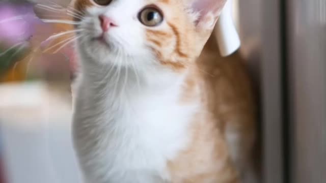 cute cats give you relaxing time
