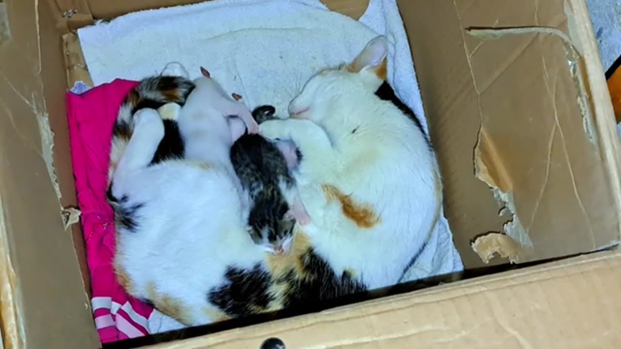 A mother cat breastfeeds her newborn kittens. Baby kittens are so cute.