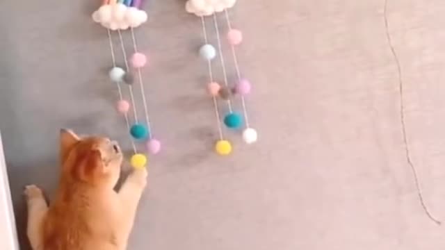 Cute Cat Funny Animal Climbs The Wall To Play With Kid Toy