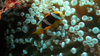 nature fish