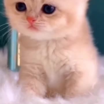 Cute little cat searching for something