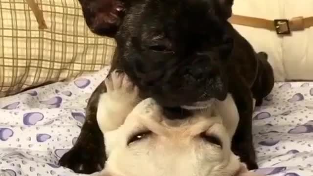 Two dogs are on the bed