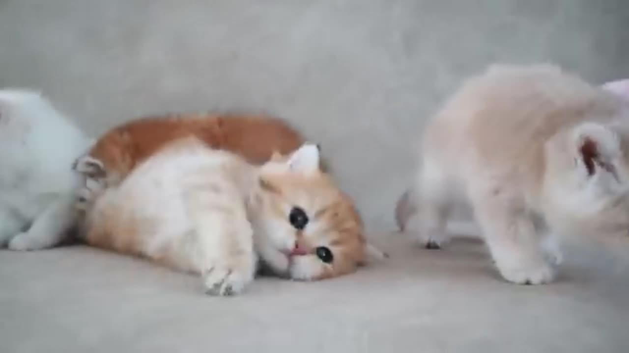 Sweet Cat And Kitten Family Moments You’ll Love!