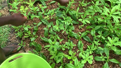 Organic Waterleaf (Tanlinum triangulate)