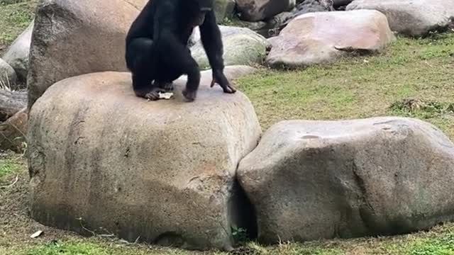 A talented chimpanzee