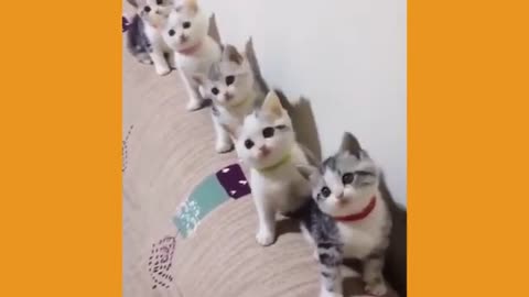 Funy Animals Videos