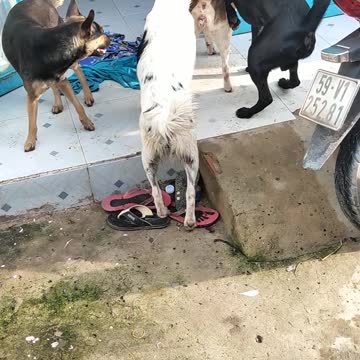 The dogs are having fun together