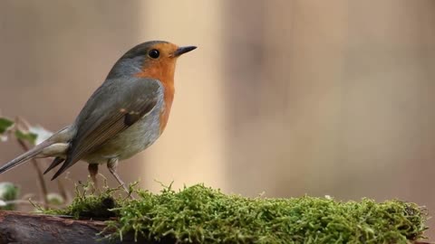 European Robin Bird