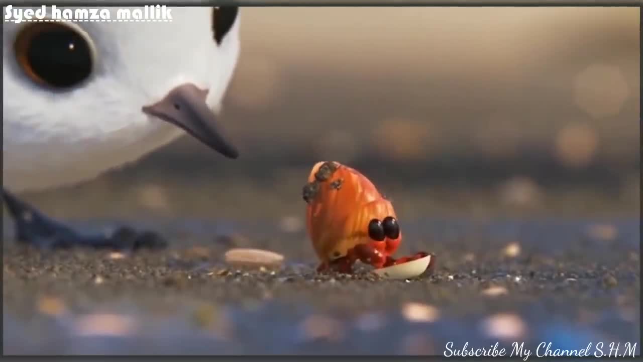 Birds video funny