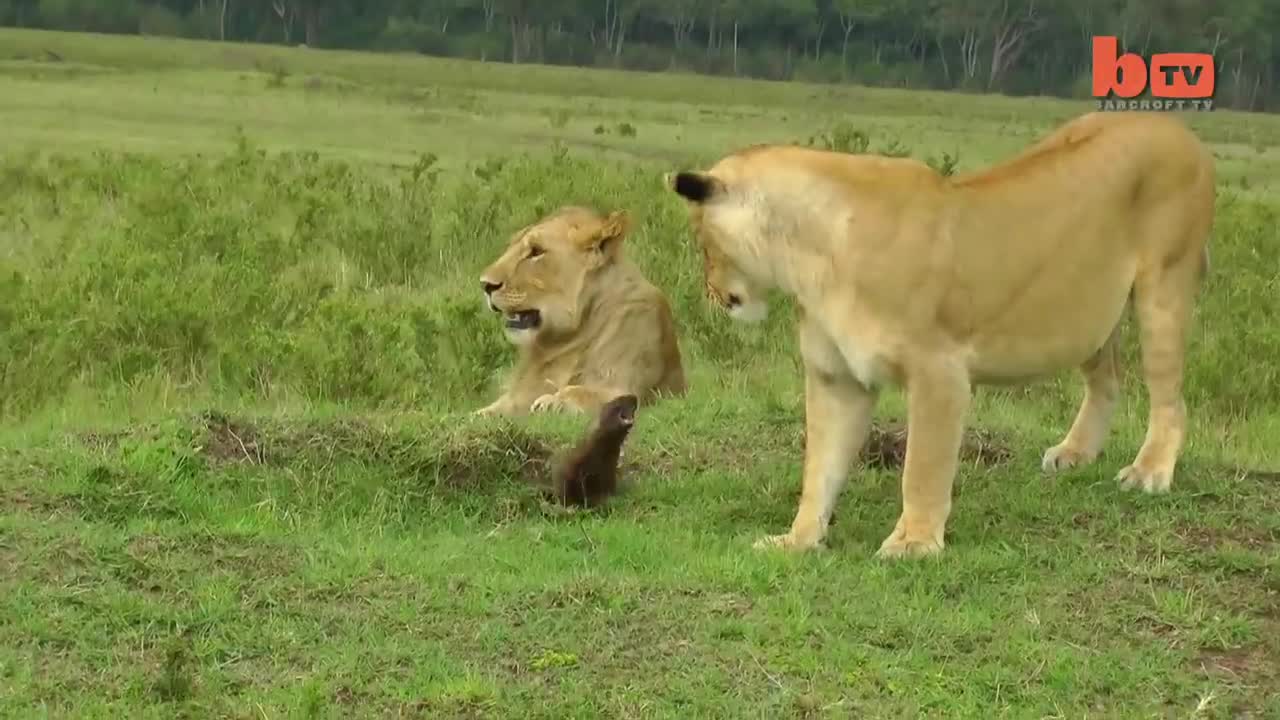 Lion Vs Mongoose: Mongoose Fends Off Four Lions