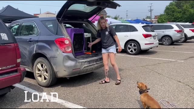 Adorable Reactive Dog Transformation l "Champion" l Small and Mighty l Trainer Ashton Regan