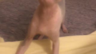 Skinny Lincoln plays fetch!
