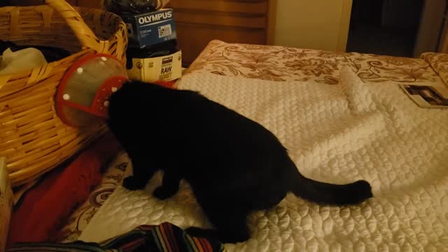 Cats Reaction to Wearing a Cone