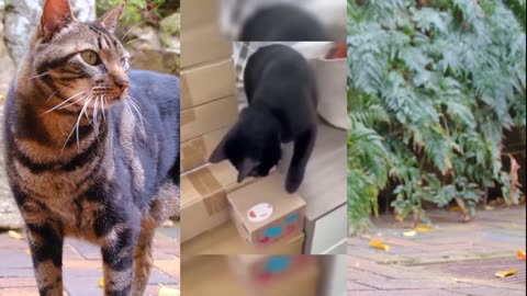 #funny video 2024# Part43