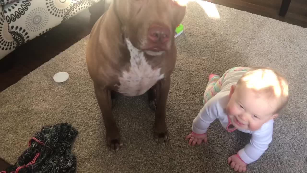 Pit Bull Catching Treats Triggers Baby's Hysterical Laughter