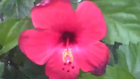 A flor hibisco vermelha mostra toda beleza e glamur para a câmera [Nature & Animals]