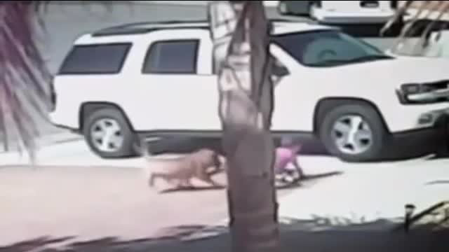 Cat saves child from dog attak