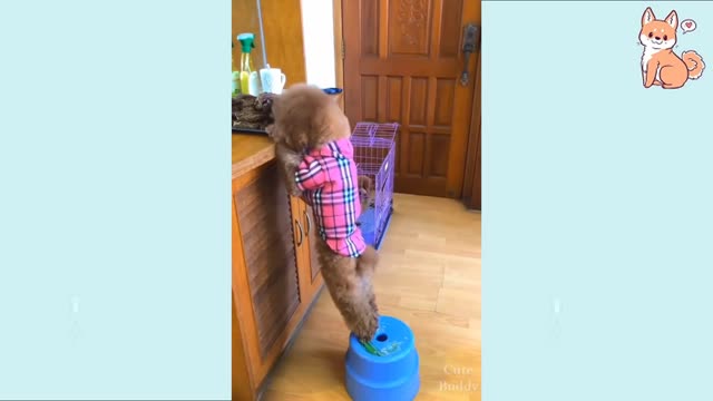 all the dogs will make you laugh