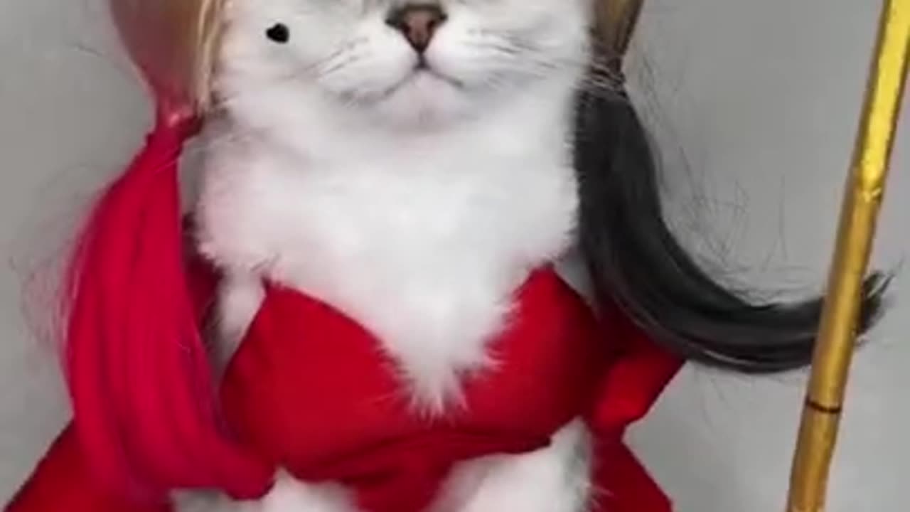 Harley Quinn cat Cosplay