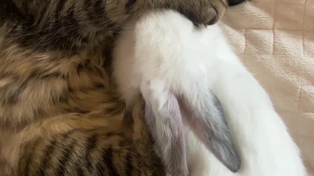 Cat Sleeping with his x