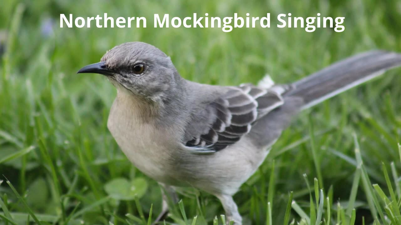 Northern Mockingbird calling sound