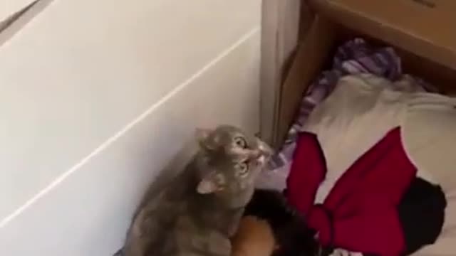 Cat Crying, Laughing Funny Video