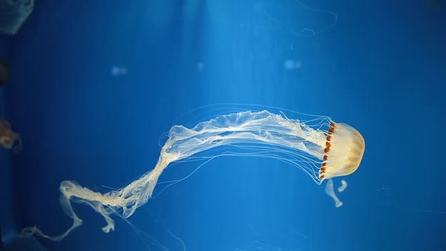 Jellyfish are mainly free-swimming