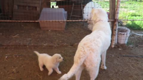 Little Puppy loves playing with other animals