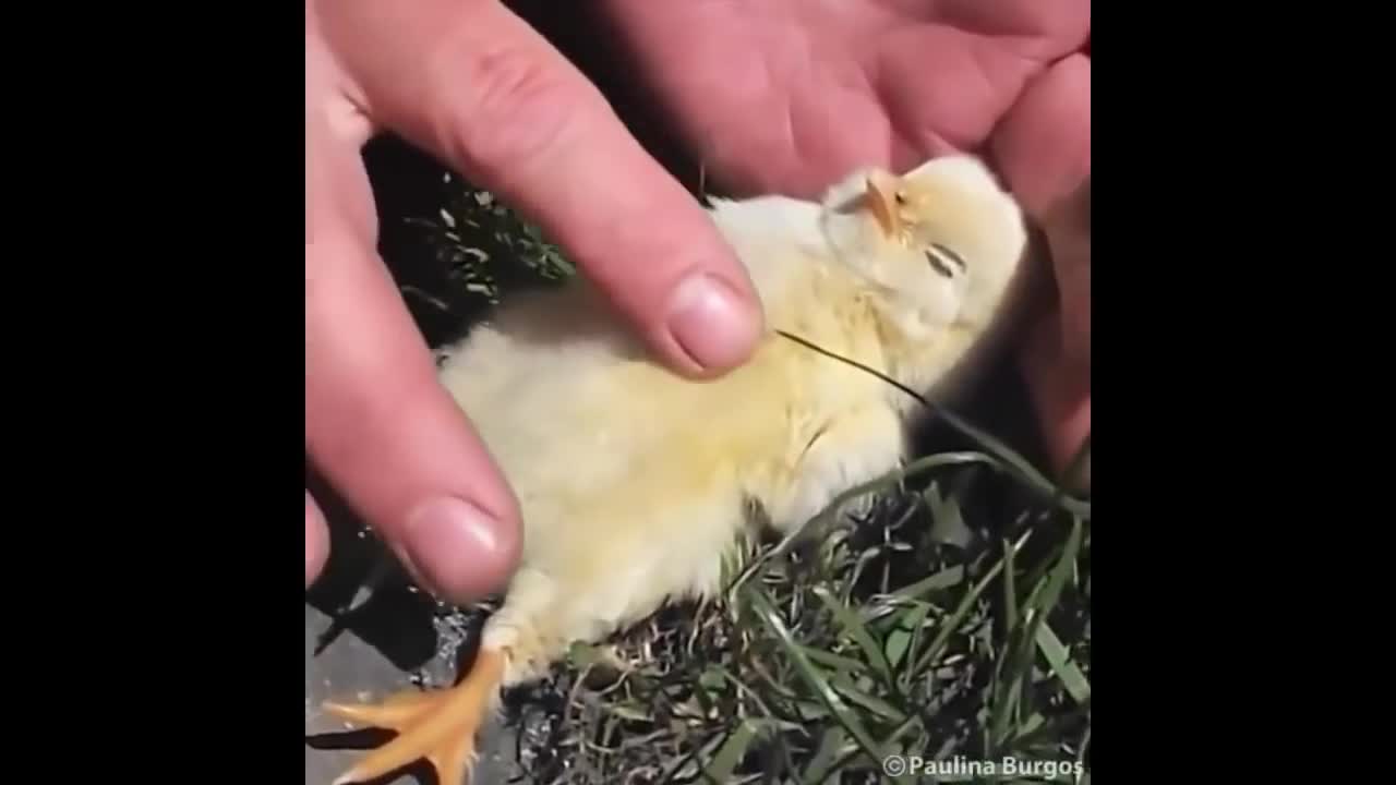 nature puppies