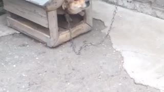 The dog is shy to go out and play with me