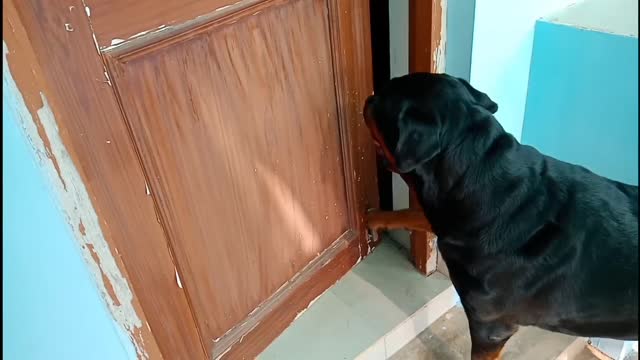 Dog training video||well trained dog||how to train dog||Rottweiler dog.