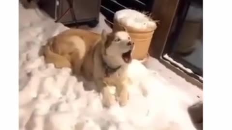 Epic Pet Fails That Will Leave You Laughing! 😂🐶🐱