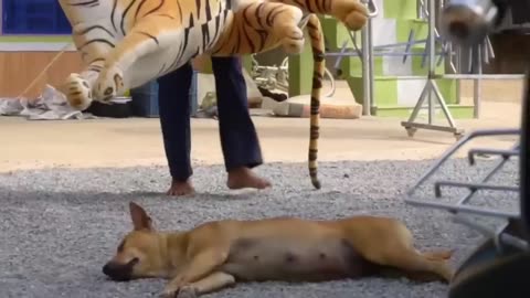 Troll Prank Dog Funny & fake Lion and Fake Tiger Prank #prank #dog #funny