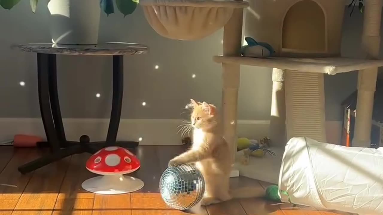 Disco DJ kitten