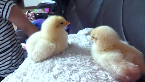 Just born Cute chick