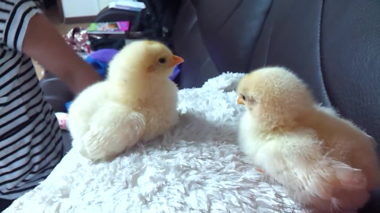 Just born Cute chick