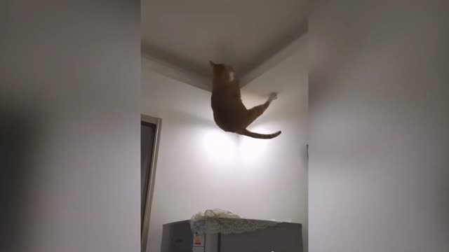 Funniest Cats 😹- Best Of The 2022 Funny Cat Videos 😂 - Funny Cats HD