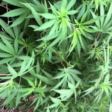 July Cannabis Garden Update