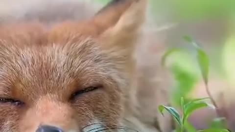 Soothing Fox