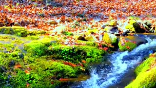 Flowing Stream