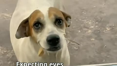 Stray Dog buying food exchange for Leaves