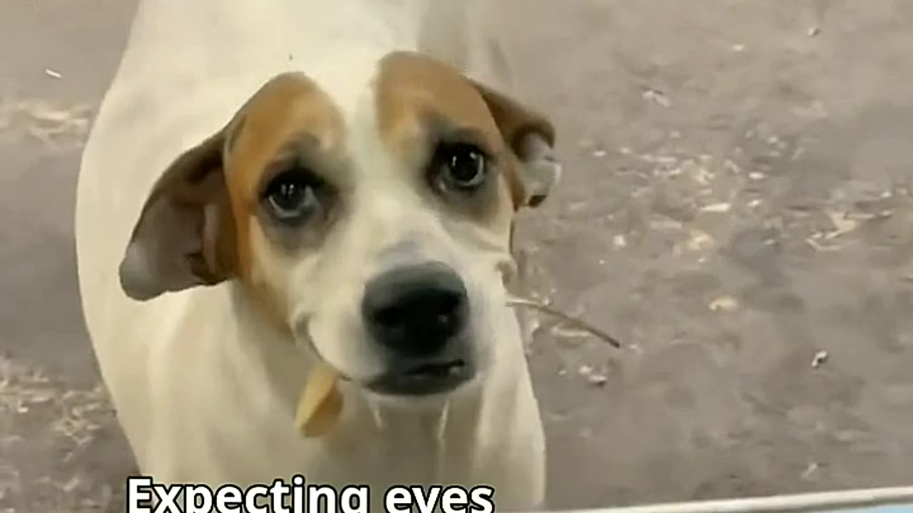 Stray Dog buying food exchange for Leaves